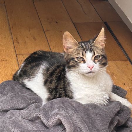Found Unknown - Other Cats in London