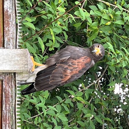 Found Bird of Prey Birds in Dudley 