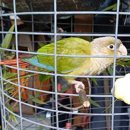 Found Parrot, Parakeet Birds in London