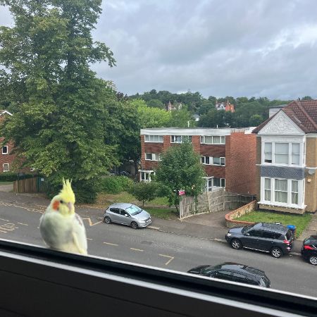 Found Cockatiel Birds in ?