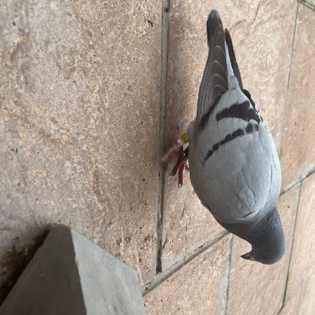 Found Pigeon Birds in Clifton