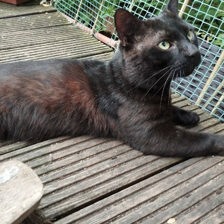 Found Domestic Short Hair Cats in Harlesden