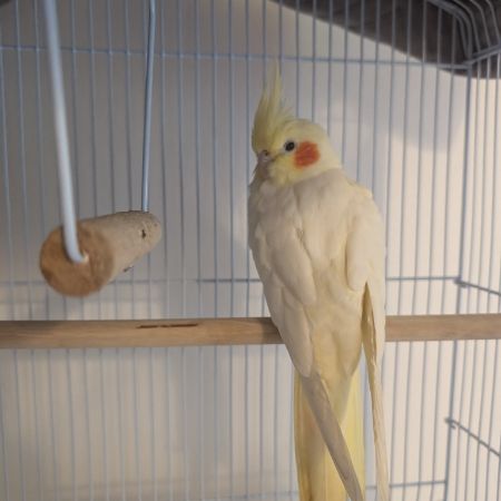 Found Cockatiel Birds in Enfield 