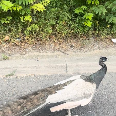 Found Peacock Birds in Enfield