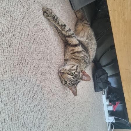 Found Tabby Cats in Battersea