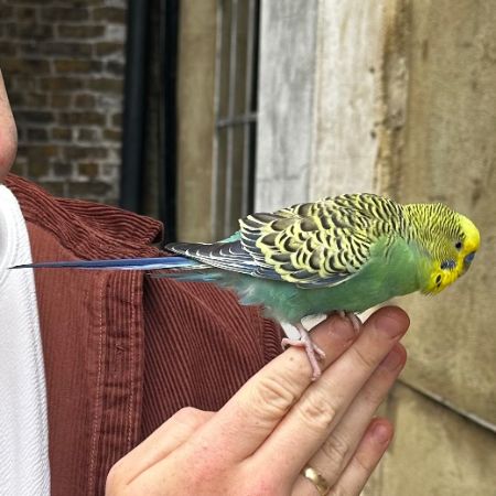 Found Budgie Birds in Islington