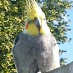 Found Cockatiel Birds in Longbenton 