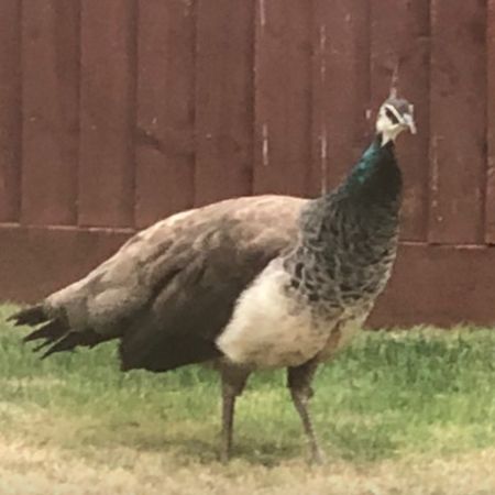 Found Peacock Birds in Biggleswade