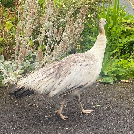 Found Peacock Birds in Aylesbury 