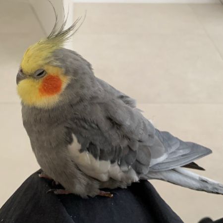 Found Cockatiel Birds in Harrow