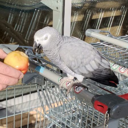 Found Parrot, Parakeet Birds in Ruislip