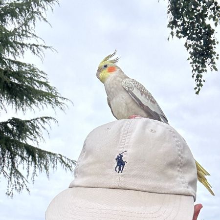 Found Cockatiel Birds in Hatfield