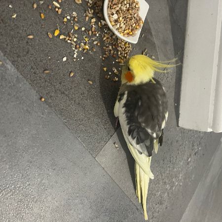 Found Cockatiel Birds in Sutton Coldfield 