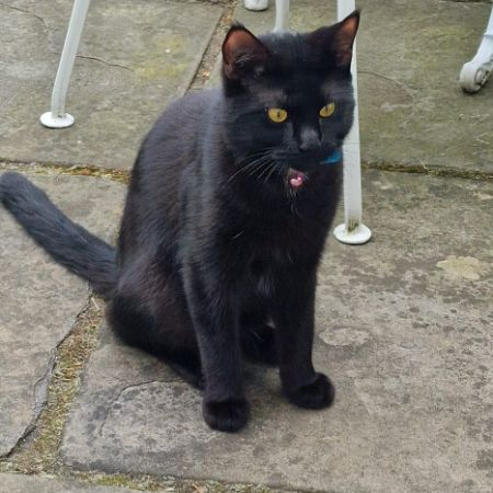 Found Unknown - Other Cats in Fulham