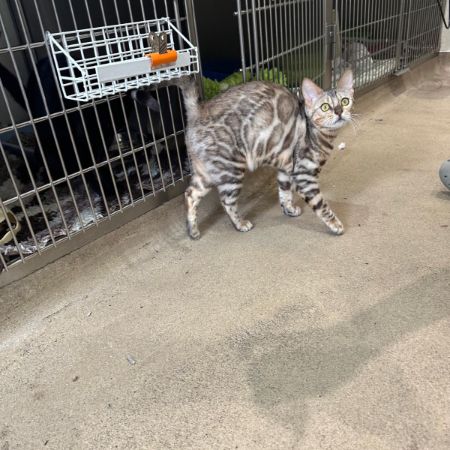 Found Bengal Cats in London