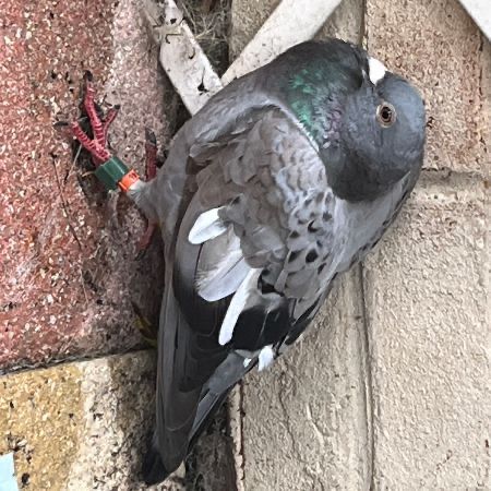 Found Pigeon Birds in Bedworth 