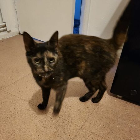 Found Domestic Short Hair Cats in Aldridge