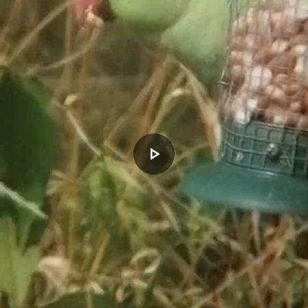 Found Parrot, Parakeet Birds in Huddersfield