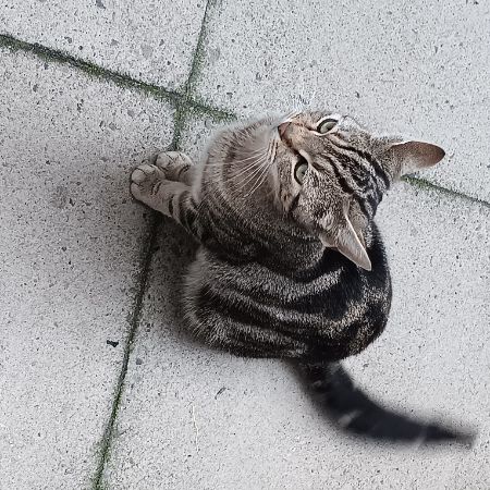 Found Tabby Cats in Manchester Longsight 