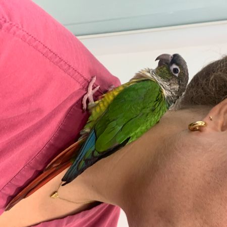 Found Parrot, Parakeet Birds in Highgate