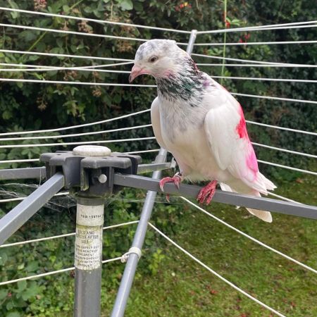 Found Pigeon Birds in Unknown