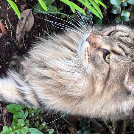 Found Maine Coon Cats in Guildford 