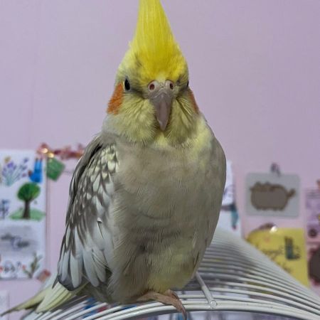 Found Cockatiel Birds in Unknown