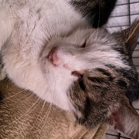 Found Domestic Short Hair Cats in Trafford Park