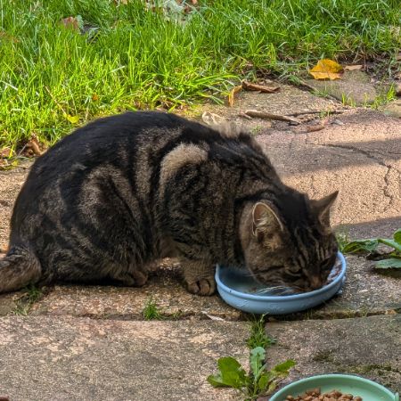 Found Tabby Cats in Aylsham