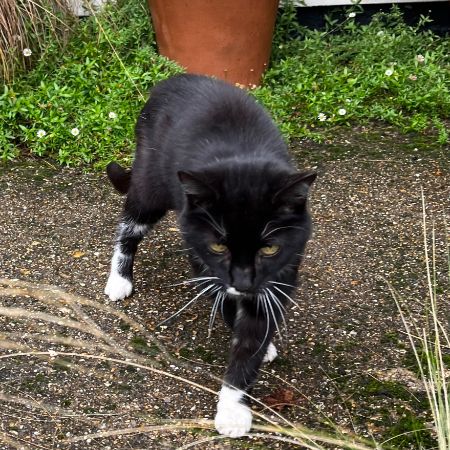 Found Unknown - Other Cats in Found Near Romsey