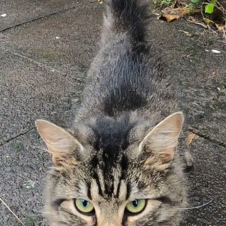 Found Tabby Cats in Manchester M23