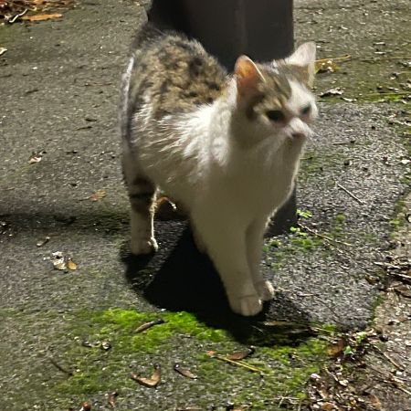 Found Unknown - Other Cats in West Bromwich 