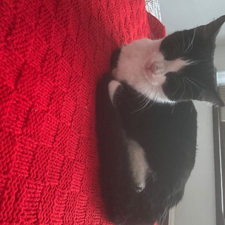 Found Unknown - Other Cats in Waltham Cross