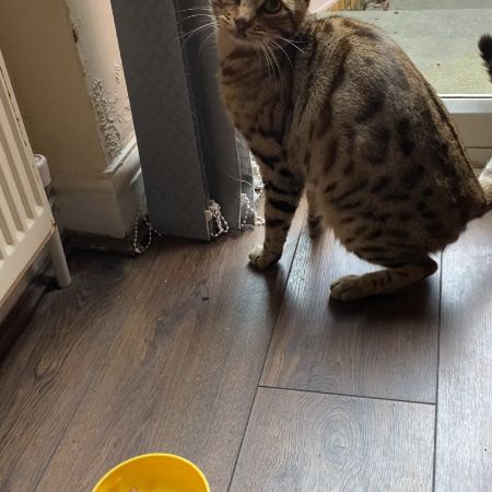 Found Bengal Cats in Tooting