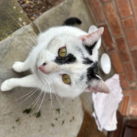 Found Mixed Breed Cats in Mathon