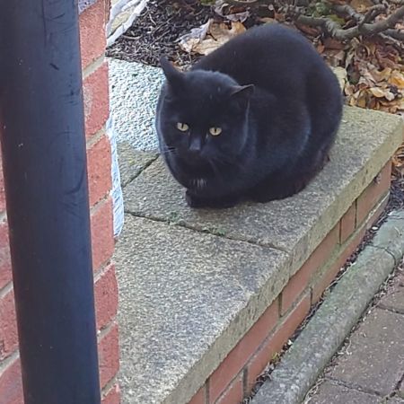 Found Moggy Cats in Takeley 