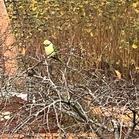 Found Parrot, Parakeet Birds in Southend On Sea