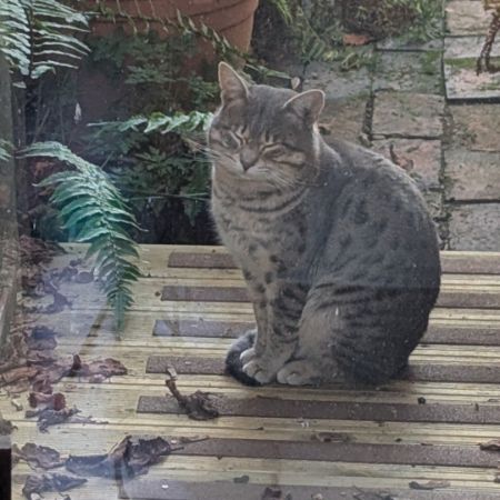 Found Unknown - Other Cats in Ilkeston