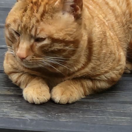 Found Moggy Cats in Smethwick 