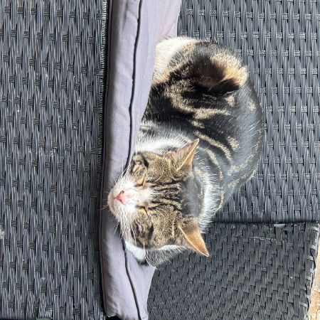 Found Tabby Cats in Hackney 