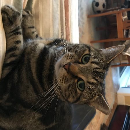 Missing Tabby Cats in KT3 3JX