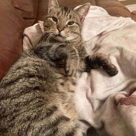 Lost Cat Moggy From Kesgrave Ip5 Suffolk