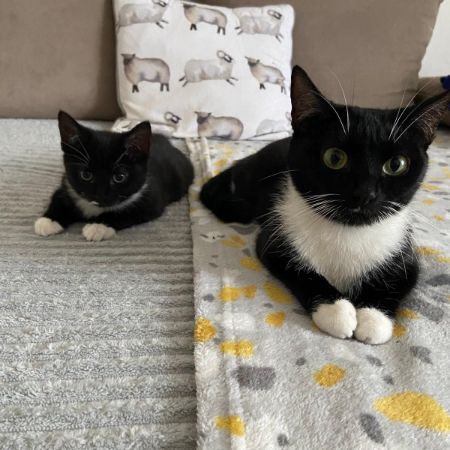 Missing Domestic Short Hair Cats in Rosyth