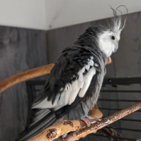 Missing Cockatiel Birds in Warwick