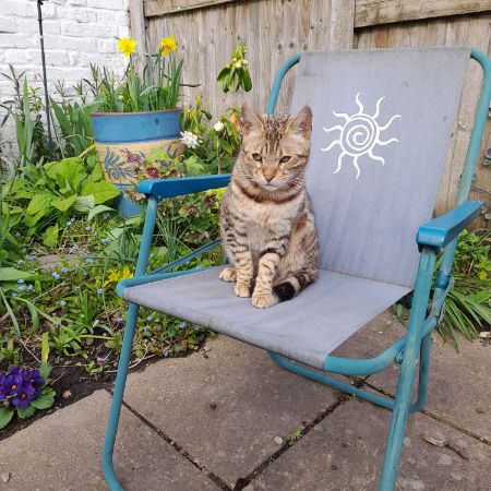 Missing Bengal Cats in Maidstone