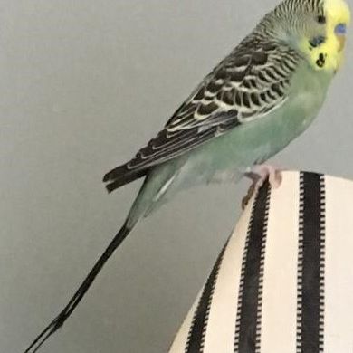 Missing Budgie Birds in Nr Shepton Mallet (Batcombe)
