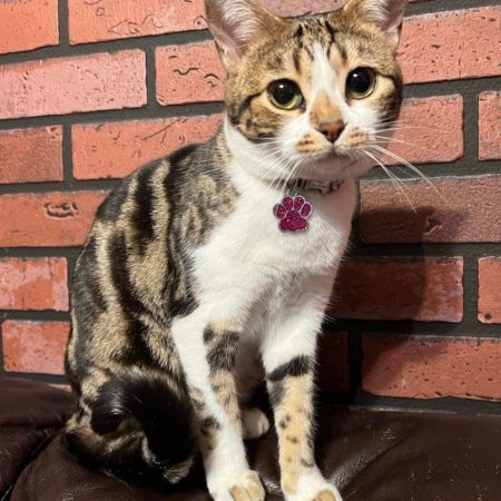 Missing Domestic Short Hair Cats in Leeds