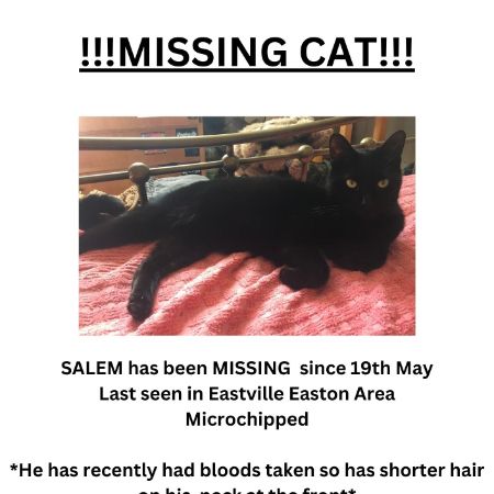 Missing British Short Hair Cats in Eastville Bristol