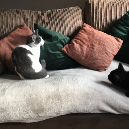Missing Domestic Short Hair Cats in Fallowfield 