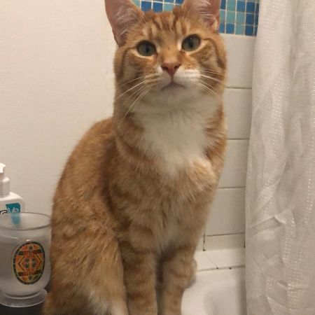 Missing Domestic Short Hair Cats in Cambridge